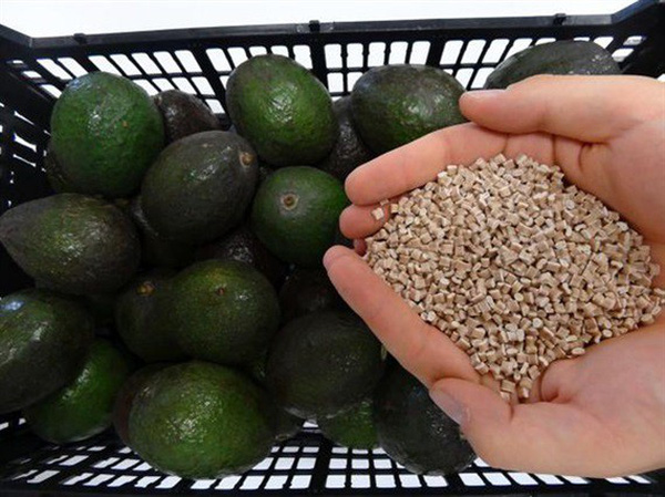 Mexico sáng chế nhựa sinh học từ hạt quả bơ